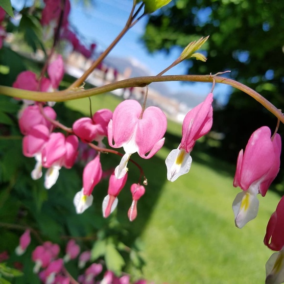 Meet your Posher, Shelley - Picture 1 of 1